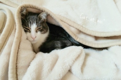 f:id:cat_et_moi:20151214124747j:plain f:id:cat_et_moi:20151214124747j:plain