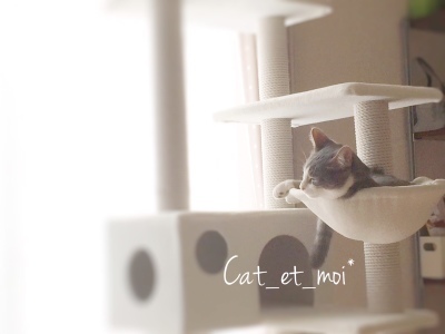 f:id:cat_et_moi:20151214130202j:plain f:id:cat_et_moi:20151214130202j:plain
