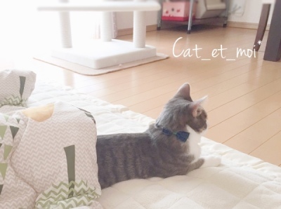 f:id:cat_et_moi:20151214130218j:plain f:id:cat_et_moi:20151214130218j:plain