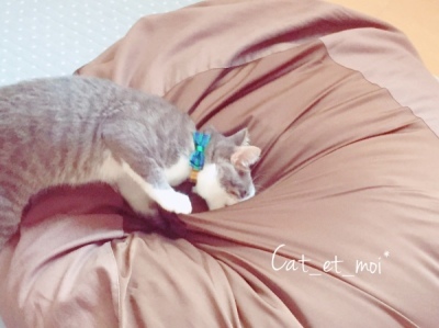 f:id:cat_et_moi:20151214131639j:plain f:id:cat_et_moi:20151214131639j:plain