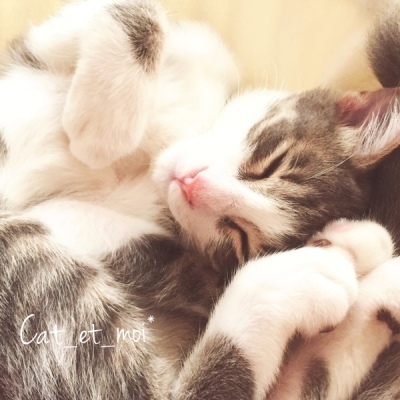 f:id:cat_et_moi:20151214131802j:plain f:id:cat_et_moi:20151214131802j:plain