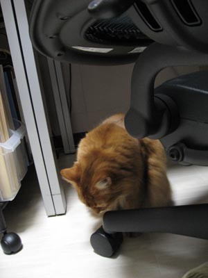 f:id:catkicker001:20070107191516j:image f:id:catkicker001:20070107191516j:image