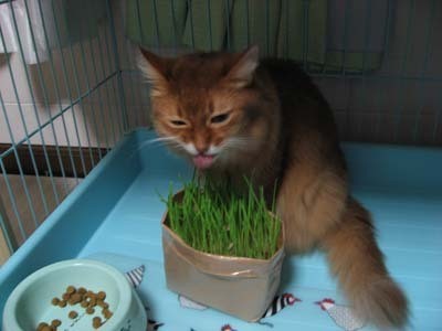 f:id:catkicker001:20090904220226j:image