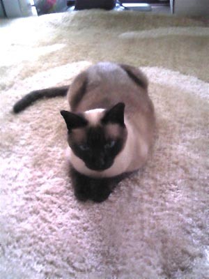 f:id:catkicker001:20100515114045j:image