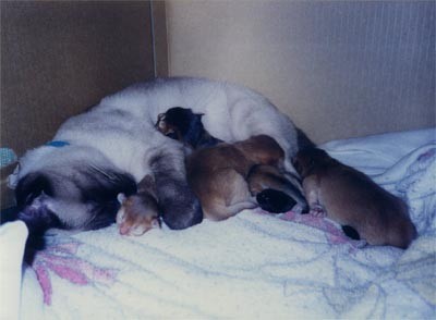 f:id:catkicker001:20110529225002j:image f:id:catkicker001:20110529225002j:image