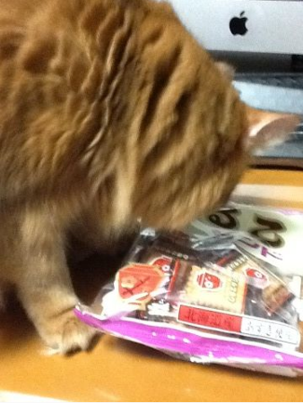 f:id:catkicker001:20120103233613p:image f:id:catkicker001:20120103233613p:image