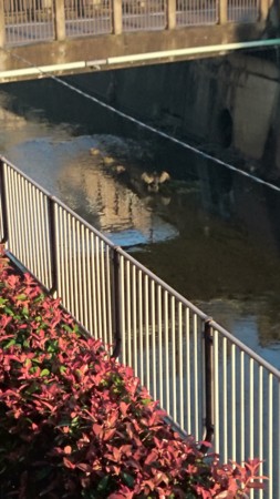 f:id:catkicker001:20141102065914j:plain