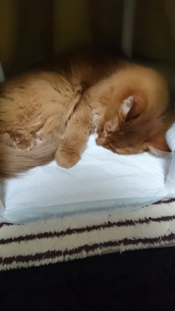 f:id:catkicker001:20150219143102j:plain f:id:catkicker001:20150219143102j:plain