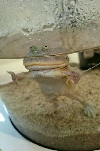 f:id:catkicker001:20160116232619j:plain