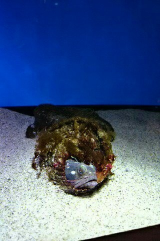 f:id:catkicker001:20160116232627j:plain