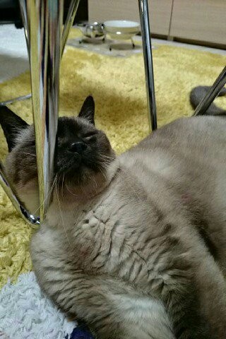 f:id:catkicker001:20160116233900j:plain