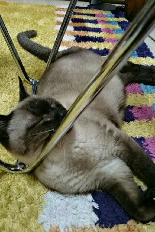 f:id:catkicker001:20160116233904j:plain