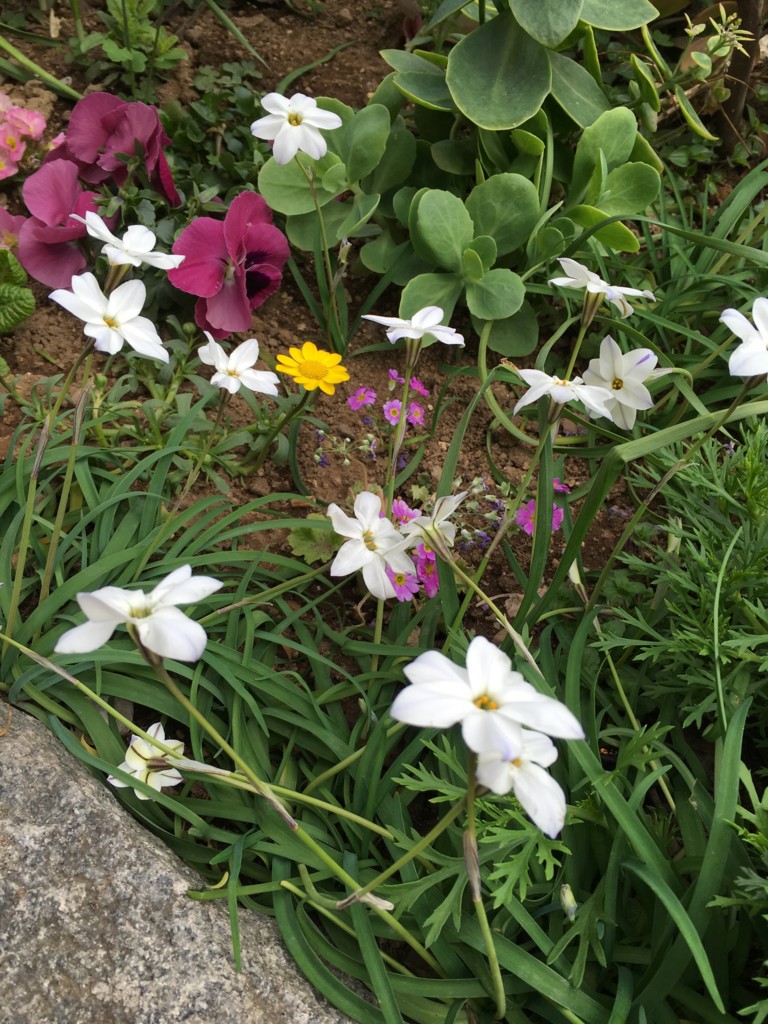 f:id:catkicker001:20160330135921j:plain f:id:catkicker001:20160330135921j:plain