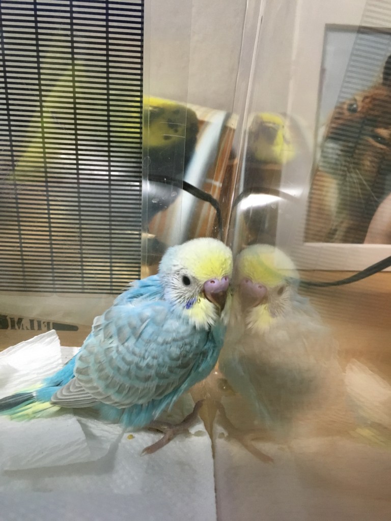 f:id:catkicker001:20160416171330j:plain