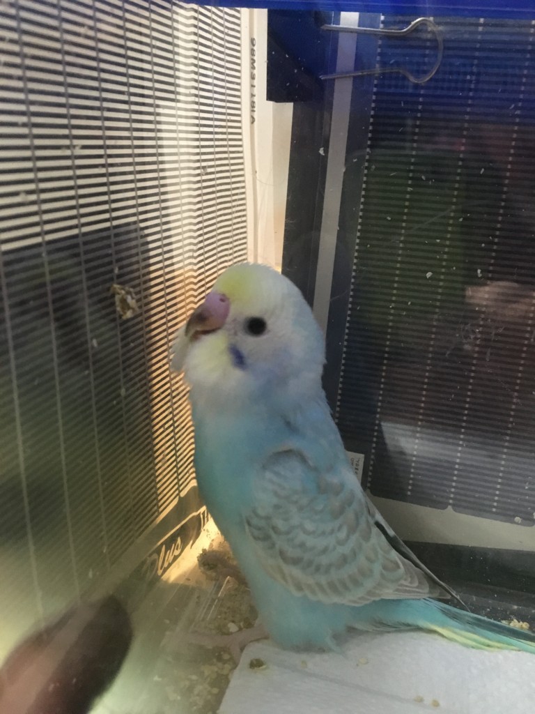 f:id:catkicker001:20160424202318j:plain