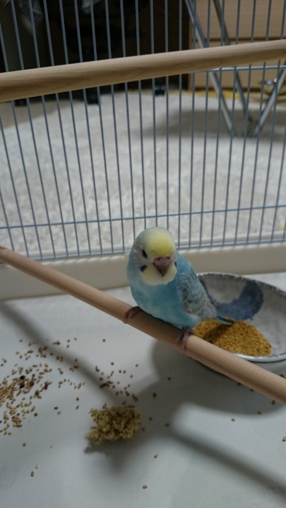 f:id:catkicker001:20160426232622j:plain