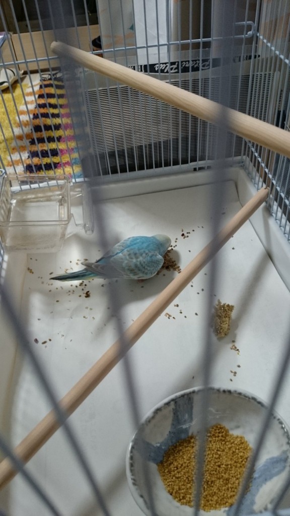 f:id:catkicker001:20160426232625j:plain