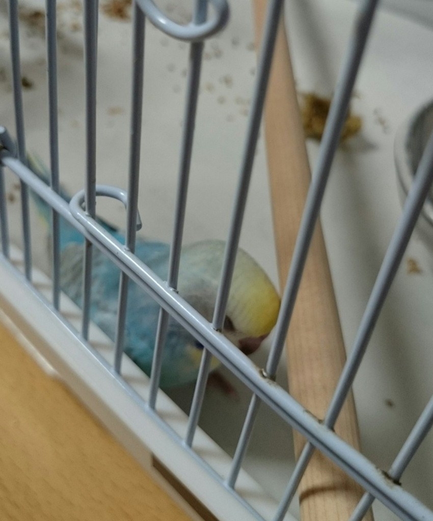 f:id:catkicker001:20160426232629j:plain