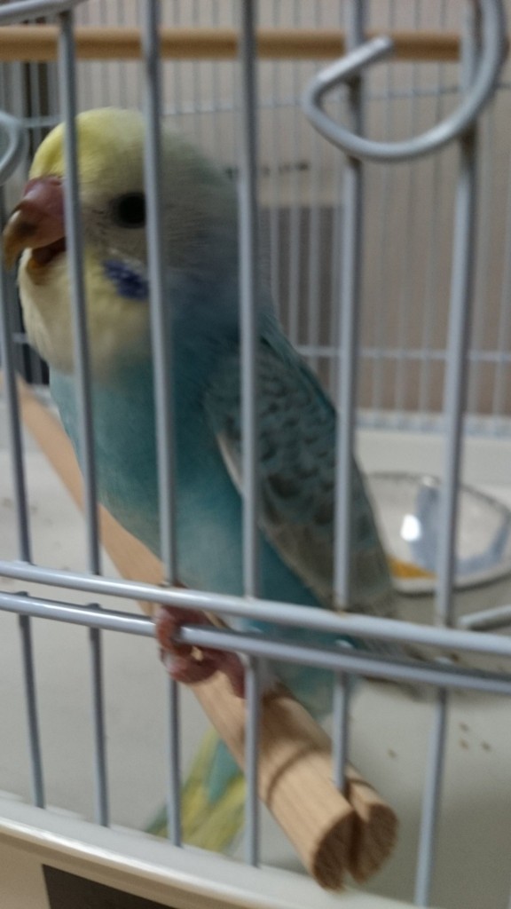 f:id:catkicker001:20160426232633j:plain