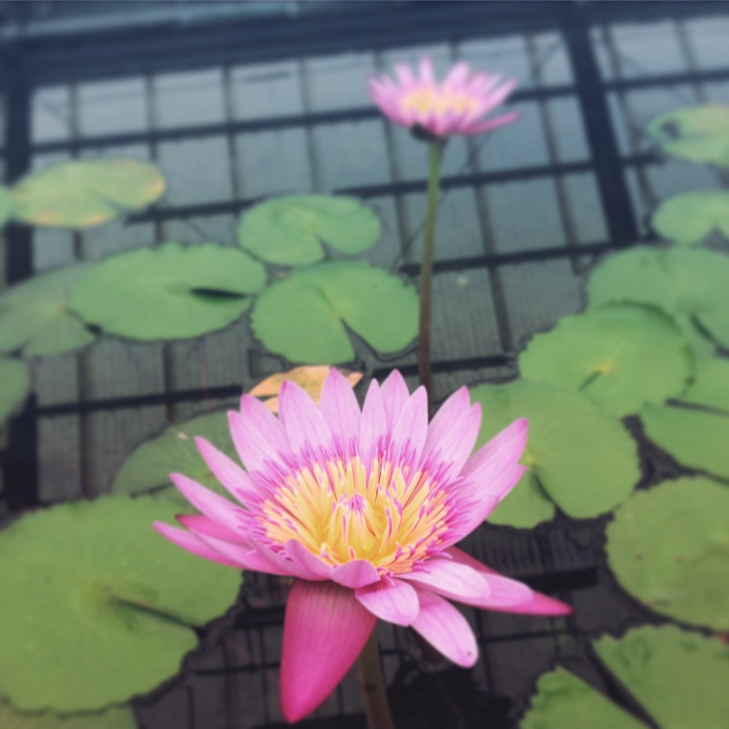 f:id:catseye77788:20150721134555j:image f:id:catseye77788:20150721134555j:image