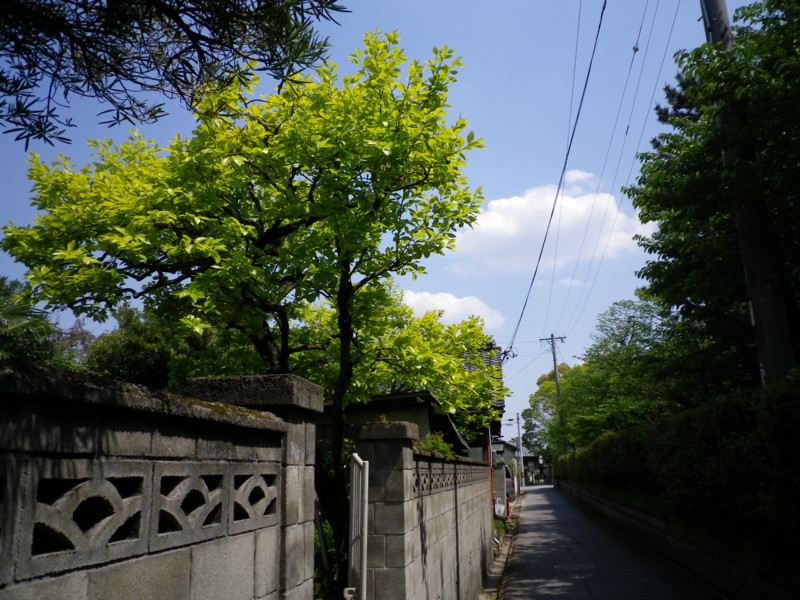 f:id:cerfeuil:20100501131633j:plain f:id:cerfeuil:20100501131633j:plain