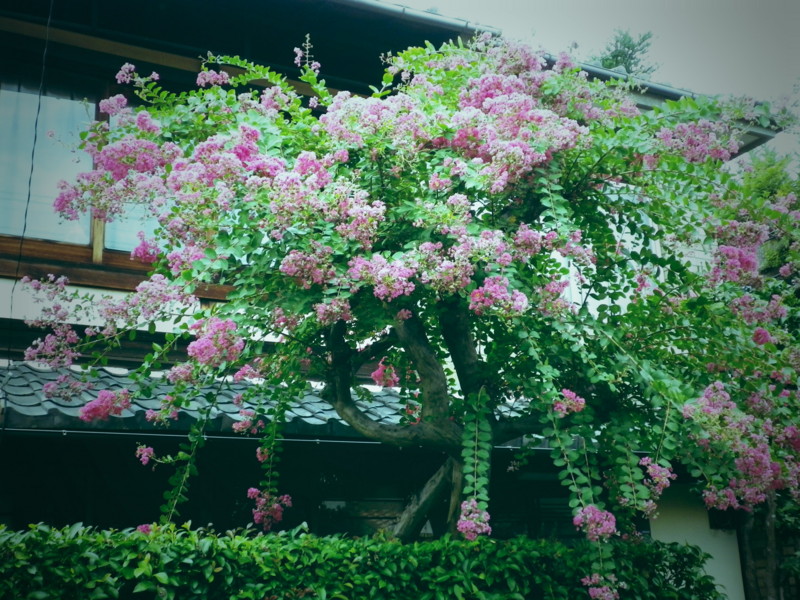 f:id:cerfeuil:20100903153913j:image f:id:cerfeuil:20100903153913j:image