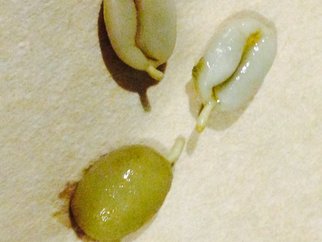 f:id:ch-koguma:20150203004438j:plain f:id:ch-koguma:20150203004438j:plain