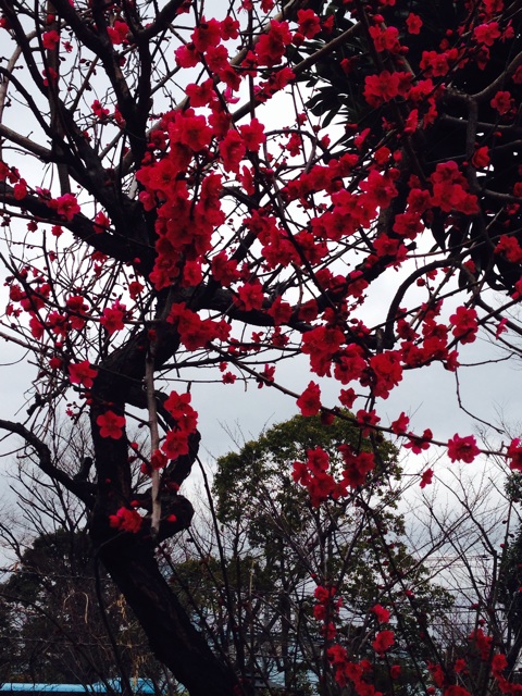f:id:ch-koguma:20150303200854j:plain f:id:ch-koguma:20150303200854j:plain