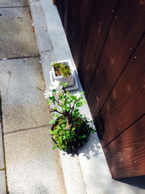 f:id:ch-koguma:20150601082307j:plain f:id:ch-koguma:20150601082307j:plain