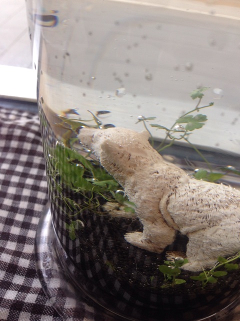 f:id:ch-koguma:20150601082425j:plain f:id:ch-koguma:20150601082425j:plain