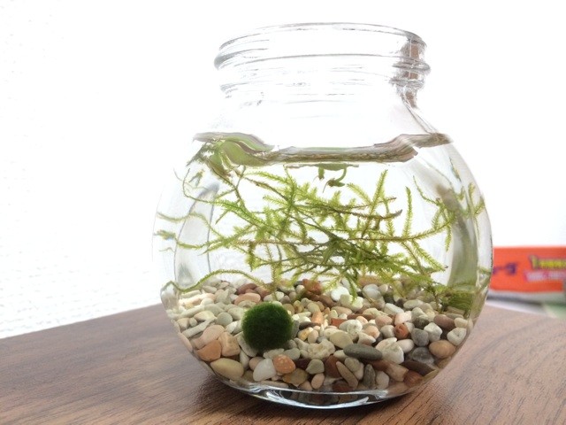 f:id:ch3cooh393:20141006111433j:plain