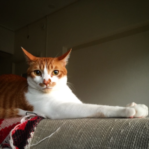f:id:chabby_mitarashi:20160505060005j:image f:id:chabby_mitarashi:20160505060005j:image