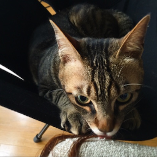 f:id:chabby_mitarashi:20160505060018j:image f:id:chabby_mitarashi:20160505060018j:image