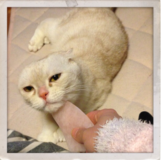 f:id:chacorinu24:20130423230203j:plain f:id:chacorinu24:20130423230203j:plain