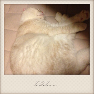 f:id:chacorinu24:20130427105900j:plain f:id:chacorinu24:20130427105900j:plain