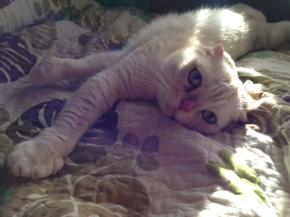 f:id:chacorinu24:20130517125238j:plain f:id:chacorinu24:20130517125238j:plain