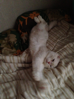 f:id:chacorinu24:20130611070838j:plain f:id:chacorinu24:20130611070838j:plain