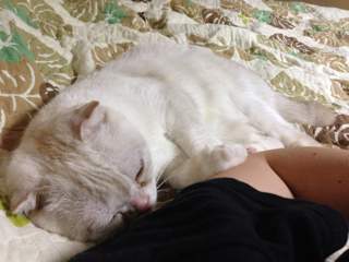 f:id:chacorinu24:20130731111432j:plain f:id:chacorinu24:20130731111432j:plain