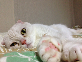 f:id:chacorinu24:20130814235833j:plain f:id:chacorinu24:20130814235833j:plain