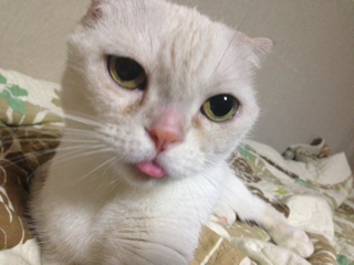 f:id:chacorinu24:20130831122258j:plain f:id:chacorinu24:20130831122258j:plain