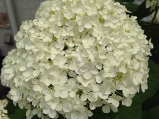 f:id:chacorinu24:20140617155559j:plain f:id:chacorinu24:20140617155559j:plain