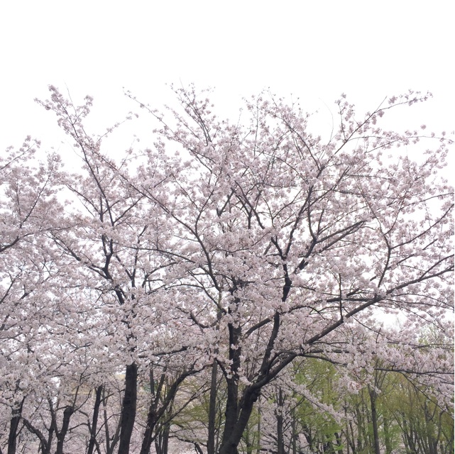 f:id:chake1101:20150401084008j:plain f:id:chake1101:20150401084008j:plain