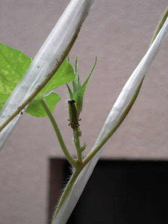 f:id:chakibear:20080921123001j:image f:id:chakibear:20080921123001j:image