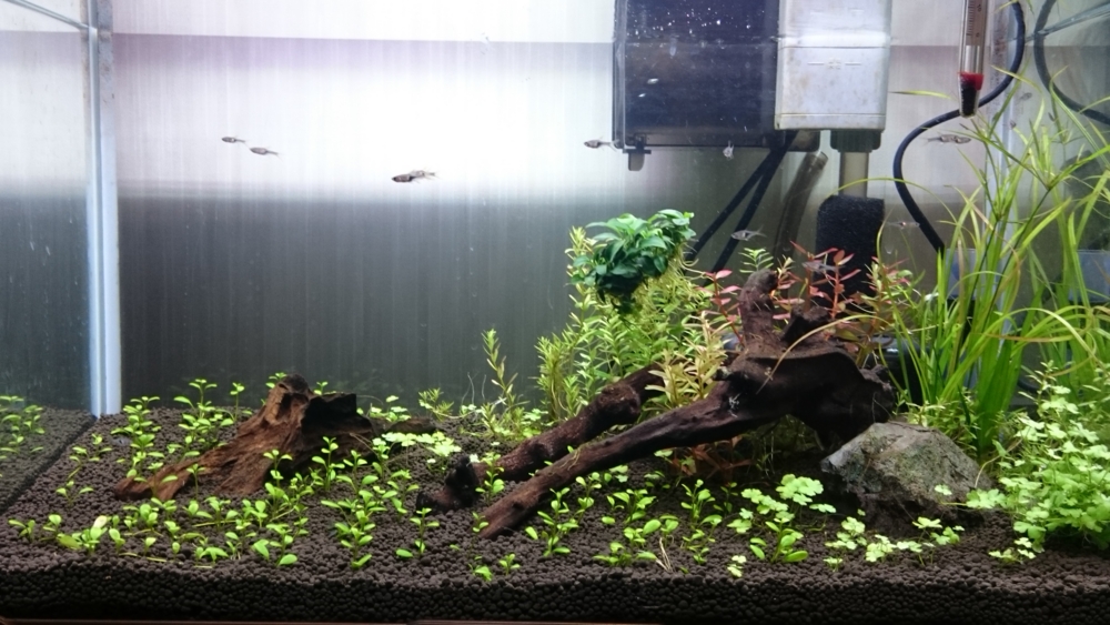 f:id:chamo-aqua:20150424075740j:plain f:id:chamo-aqua:20150424075740j:plain
