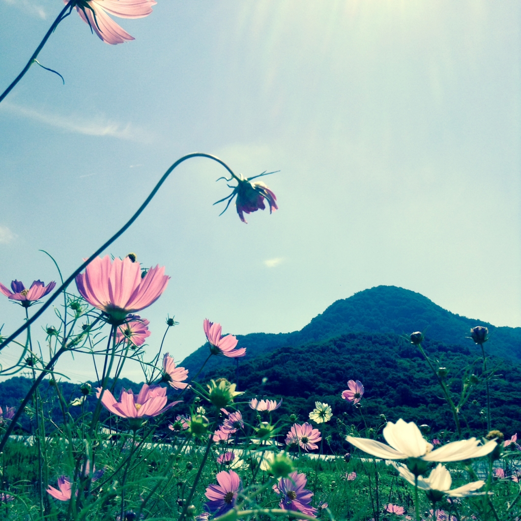 f:id:chan75:20160509002746j:plain f:id:chan75:20160509002746j:plain