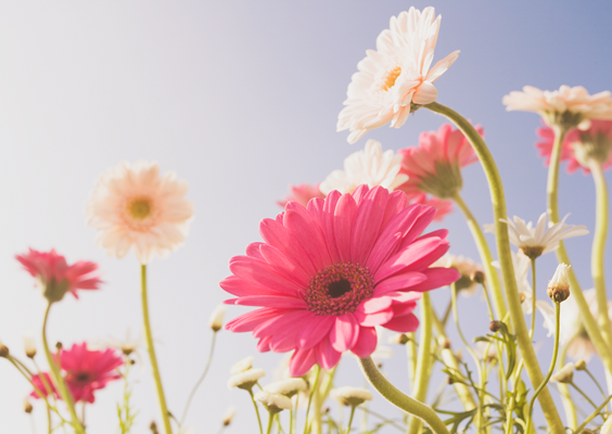 f:id:chawannmusi:20160414194745p:plain f:id:chawannmusi:20160414194745p:plain