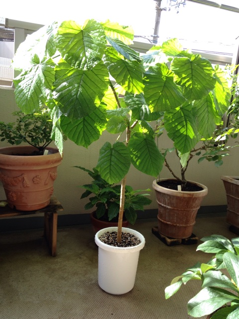 f:id:chi-chi57:20140502223819j:plain f:id:chi-chi57:20140502223819j:plain
