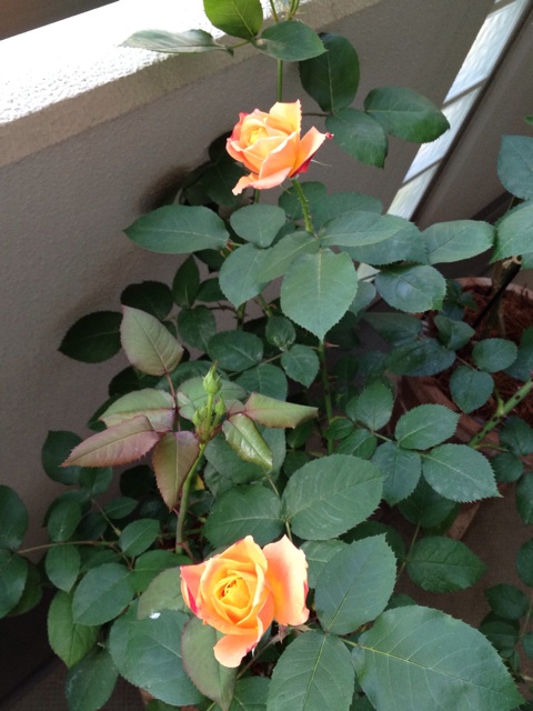 f:id:chi-chi57:20140503055038j:plain f:id:chi-chi57:20140503055038j:plain