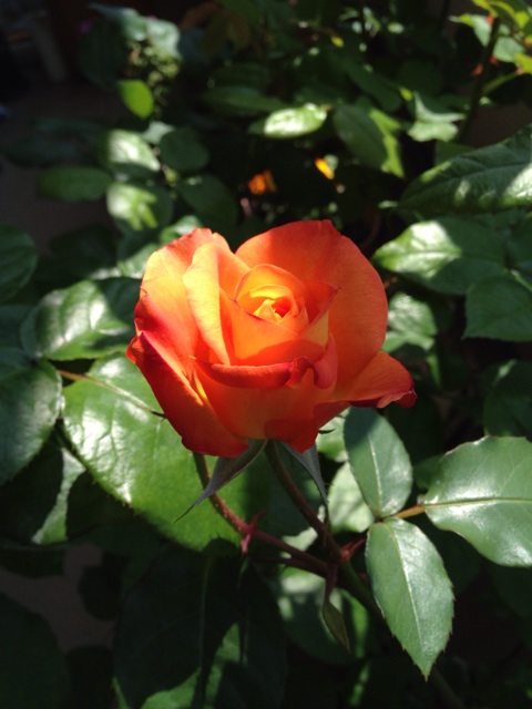 f:id:chi-chi57:20140503055130j:plain f:id:chi-chi57:20140503055130j:plain