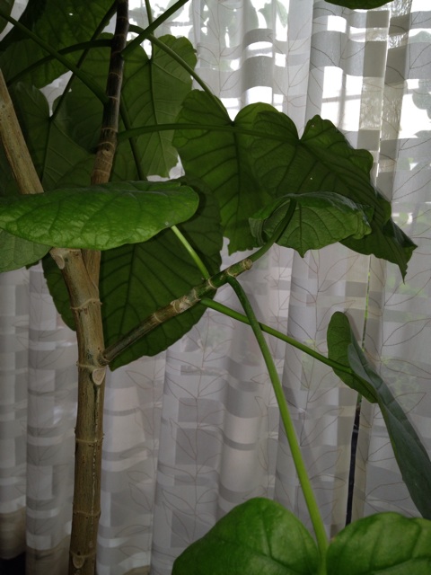 f:id:chi-chi57:20140515201233j:plain f:id:chi-chi57:20140515201233j:plain